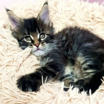 chaton Maine coon brown blotched tabby Utxi Baby Chatterie Pandemonium