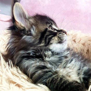 chaton Maine coon brown blotched tabby Utxi Baby Chatterie Pandemonium