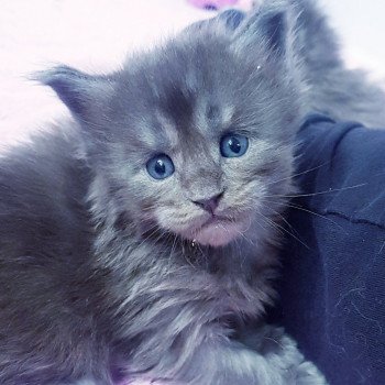 chaton Maine coon blue smoke Chatterie Pandemonium