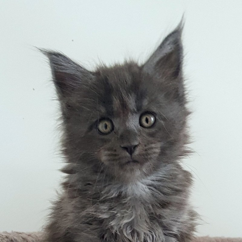 Pandemonium U'Doll in Blue Velvet Femelle Maine coon Pandemonium U'Doll in Blue Velvet Femelle Maine coon