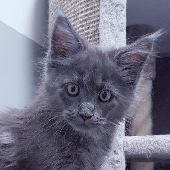 chaton Maine coon blue smoke U'Doll in Blue Velvet Chatterie Pandemonium