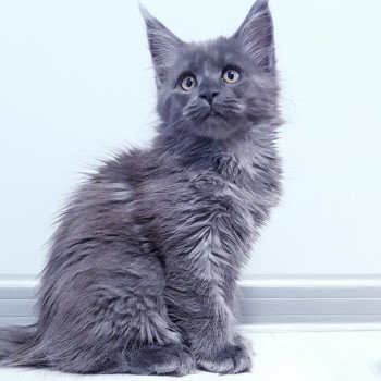 chaton Maine coon blue smoke U'Doll in Blue Velvet Chatterie Pandemonium