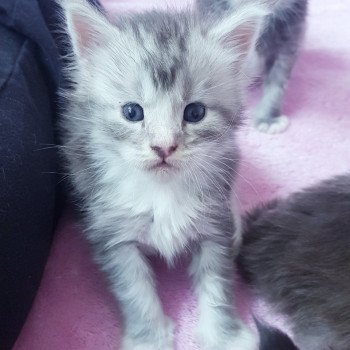 chaton Maine coon blue silver ticked tabby & blanc Chatterie Pandemonium