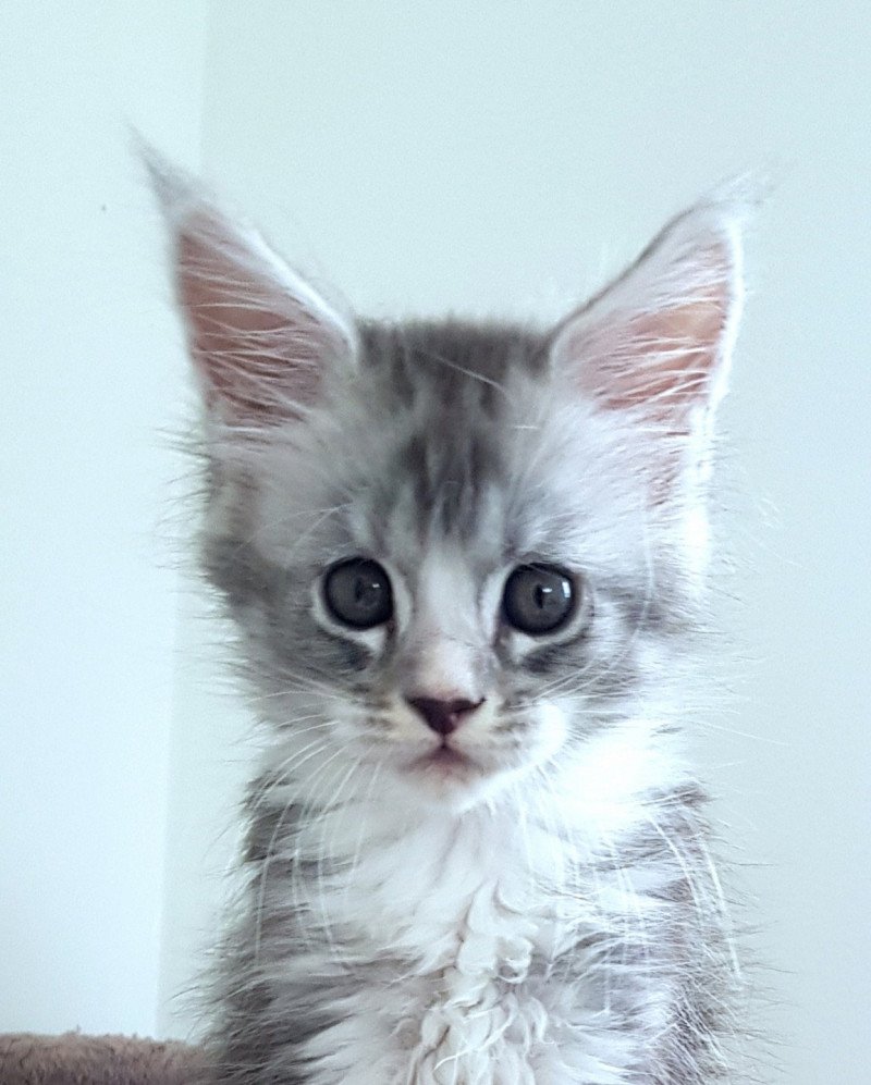 Pandemonium U'Angel Nova Femelle Maine coon Pandemonium U'Angel Nova Femelle Maine coon