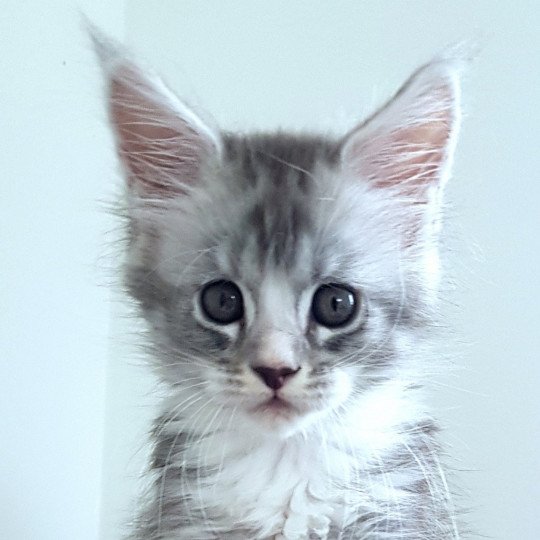 Pandemonium U'Angel Nova Femelle Maine coon