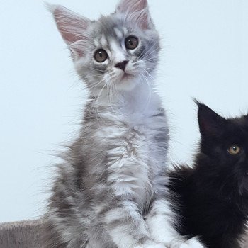 chaton Maine coon blue silver ticked tabby & blanc U'Angel Nova Chatterie Pandemonium