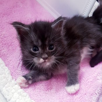 chaton Maine coon black smoke & blanc Chatterie Pandemonium