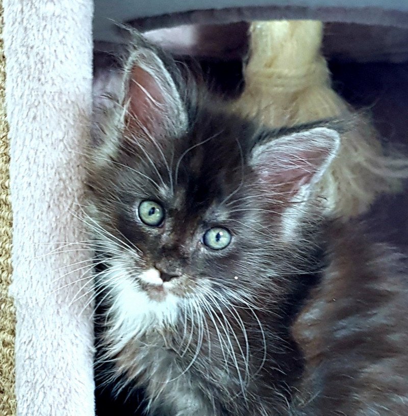 Pandemonium U know what Mâle Maine coon Pandemonium U know what Mâle Maine coon