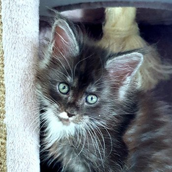 chaton Maine coon black smoke & blanc U3 Chatterie Pandemonium