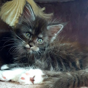 chaton Maine coon black smoke & blanc U3 Chatterie Pandemonium