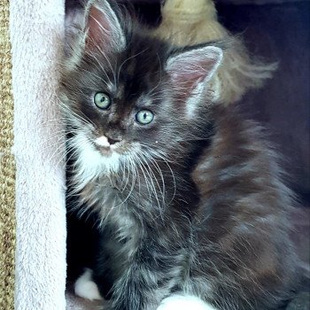 chaton Maine coon black smoke & blanc U3 Chatterie Pandemonium