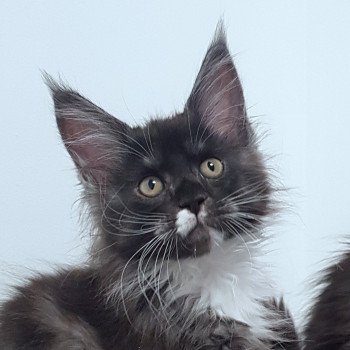 chaton Maine coon black smoke & blanc U know what Chatterie Pandemonium