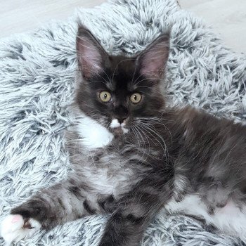 chaton Maine coon black smoke & blanc U know what Chatterie Pandemonium