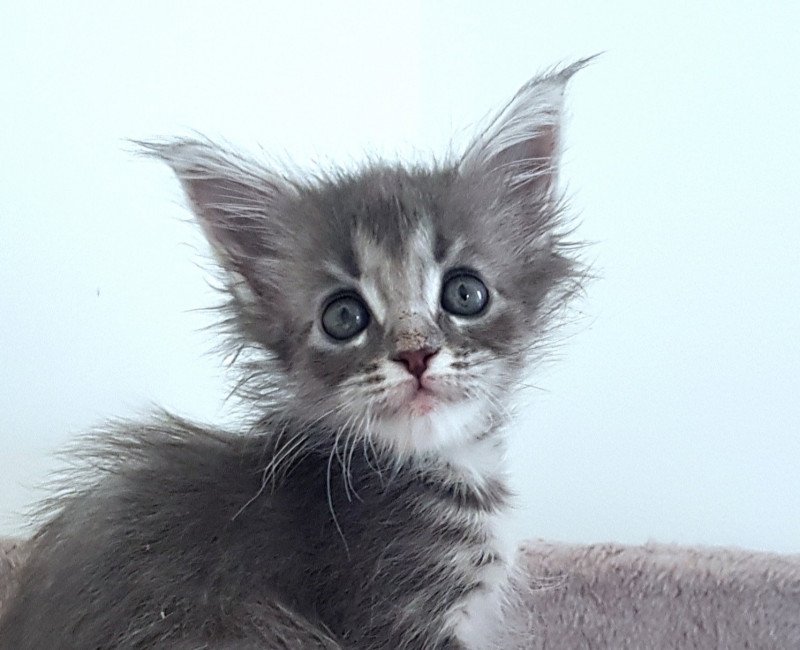 Pandemonium U'Alien Femelle Maine coon Pandemonium U'Alien Femelle Maine coon
