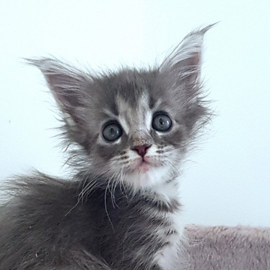 Pandemonium U'Alien Femelle Maine coon