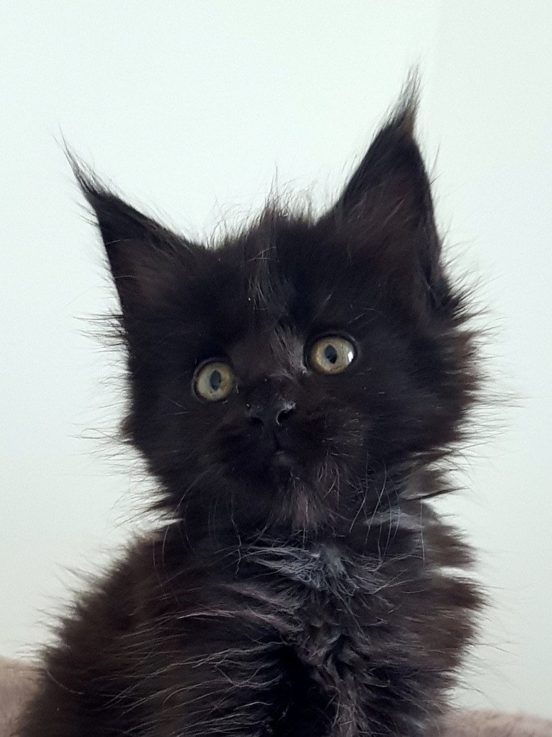 Pandemonium Umanji Femelle Maine coon Pandemonium Umanji Femelle Maine coon