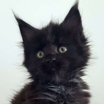 chaton Maine coon black Umanji Chatterie Pandemonium