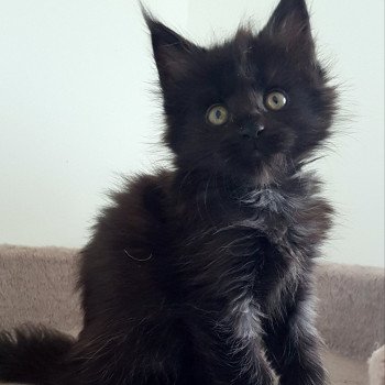 chaton Maine coon black Umanji Chatterie Pandemonium