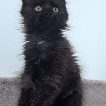 chaton Maine coon black Umanji Chatterie Pandemonium