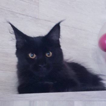 chaton Maine coon black Umanji Chatterie Pandemonium