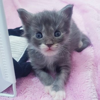 chaton Maine coon blue smoke & blanc Chatterie Pandemonium