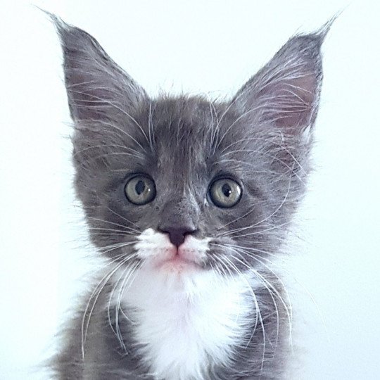 Pandemonium U6 Mâle Maine coon