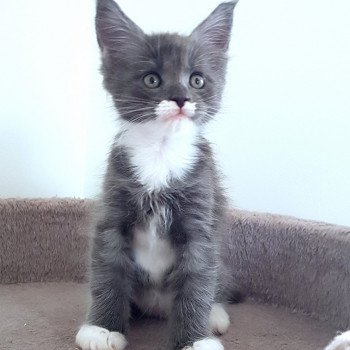 chaton Maine coon blue smoke & blanc U6 Chatterie Pandemonium