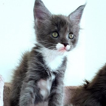 chaton Maine coon blue smoke & blanc U6 Chatterie Pandemonium