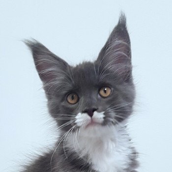 chaton Maine coon blue smoke & blanc U6 Chatterie Pandemonium