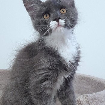 chaton Maine coon blue smoke & blanc U6 Chatterie Pandemonium