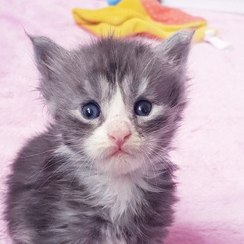 chaton Maine coon black smoke & blanc Chatterie Pandemonium