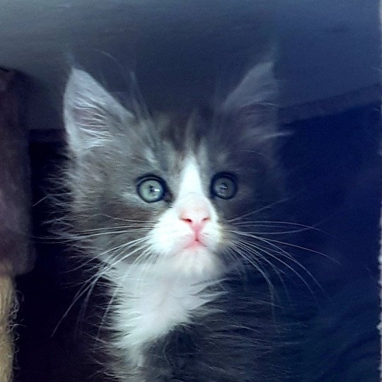 Pandemonium U'Dandy Mâle Maine coon
