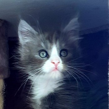 chaton Maine coon blue smoke & blanc U7 Chatterie Pandemonium