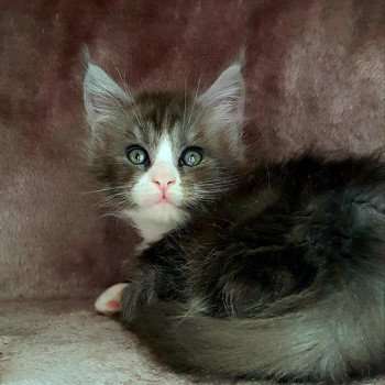 chaton Maine coon blue smoke & blanc U7 Chatterie Pandemonium