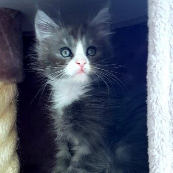 chaton Maine coon blue smoke & blanc U7 Chatterie Pandemonium