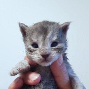 chaton Maine coon blue smoke Chatterie Pandemonium