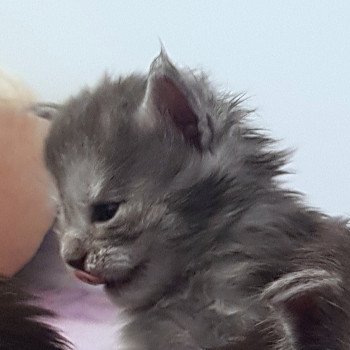 chaton Maine coon blue smoke Chatterie Pandemonium