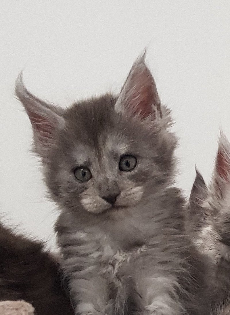 Pandemonium U1 Femelle Maine coon Pandemonium U1 Femelle Maine coon