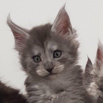 chaton Maine coon blue smoke U1 Chatterie Pandemonium