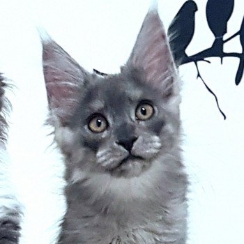 chaton Maine coon blue smoke U1 Chatterie Pandemonium