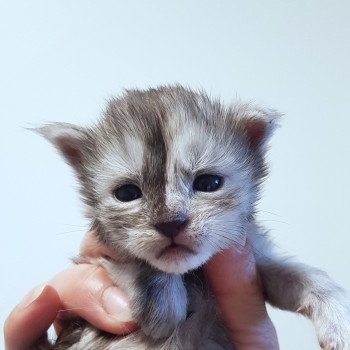 chaton Maine coon black smoke Chatterie Pandemonium