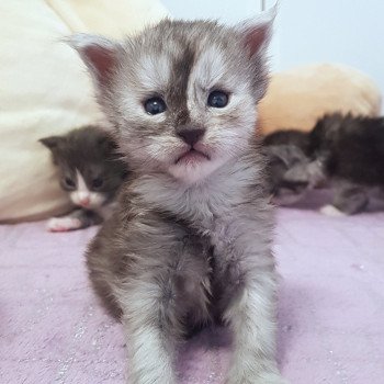 chaton Maine coon black smoke Chatterie Pandemonium chaton Maine coon black smoke Chatterie Pandemonium