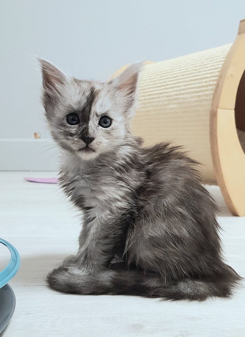 Pandemonium Ummer Mâle Maine coon Pandemonium Ummer Mâle Maine coon