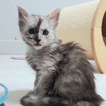 chaton Maine coon black smoke U2 Chatterie Pandemonium chaton Maine coon black smoke U2 Chatterie Pandemonium
