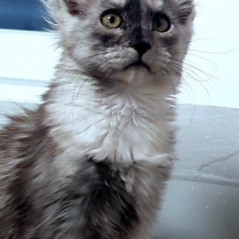 chaton Maine coon black smoke Ummer Chatterie Pandemonium chaton Maine coon black smoke Ummer Chatterie Pandemonium