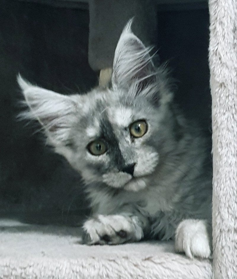 Pandemonium U'Ace Blue Flame Femelle Maine coon Pandemonium U'Ace Blue Flame Femelle Maine coon
