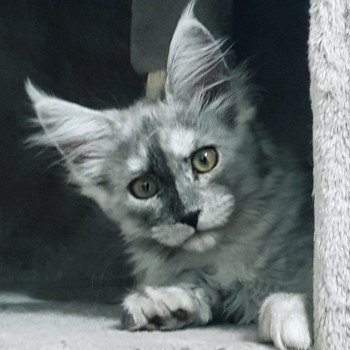 chaton Maine coon black smoke Ummer Chatterie Pandemonium chaton Maine coon black smoke Ummer Chatterie Pandemonium