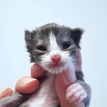 chaton Maine coon blue smoke & blanc Chatterie Pandemonium