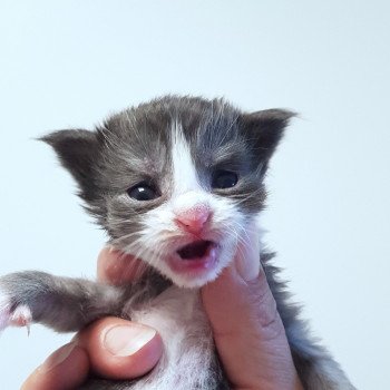 chaton Maine coon blue smoke & blanc Chatterie Pandemonium