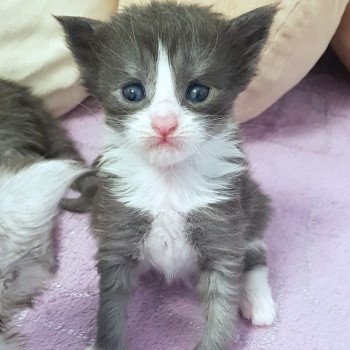 chaton Maine coon blue smoke & blanc Chatterie Pandemonium